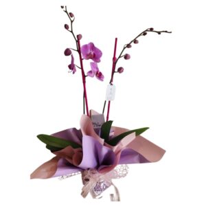 Orquídea