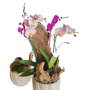 Orquídea con cerámica