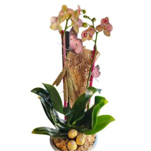 Orquídea con base cerámica