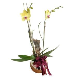 Orquídea con base cerámica