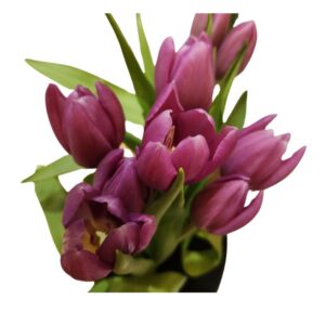 Tulipanes morados